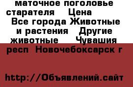 маточное поголовье старателя  › Цена ­ 2 300 - Все города Животные и растения » Другие животные   . Чувашия респ.,Новочебоксарск г.